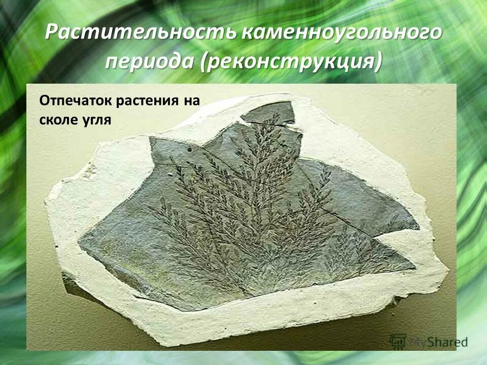 Отпечатки растений на каменном угле. Папоротники каменноугольного периода. Отпечатки растений на угле. Отпечатки растений каменноугольного периода. Каменноугольный период растения.