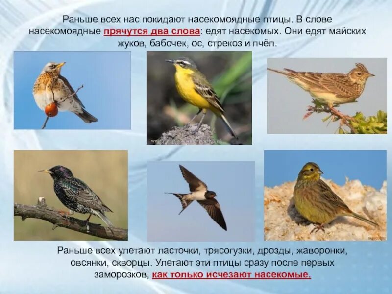 Роль растительноядных птиц в природных сообществах. Птицы насекомоядные и растительноядные. зерноядные перелетные птицы. перелетные птицы питающиеся насекомыми. птицы насекомоядные названия.