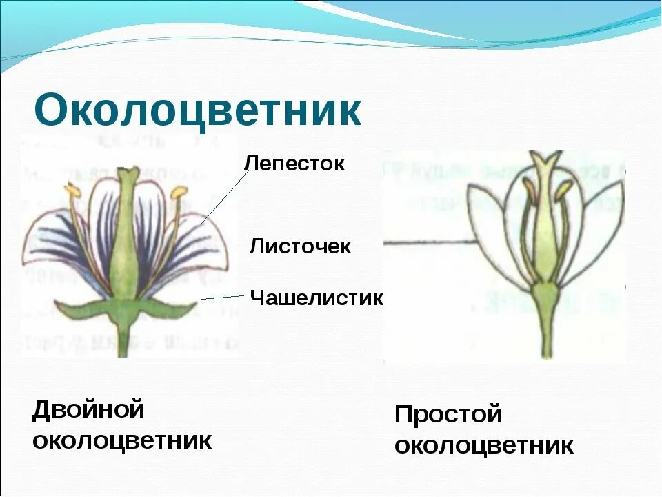 Двойной и одинарный околоцветник. Сложный околоцветник. Двойной околоцветник и простой околоцветник. Околоцветник схема цветка. Какой околоцветник изображен на рисунке