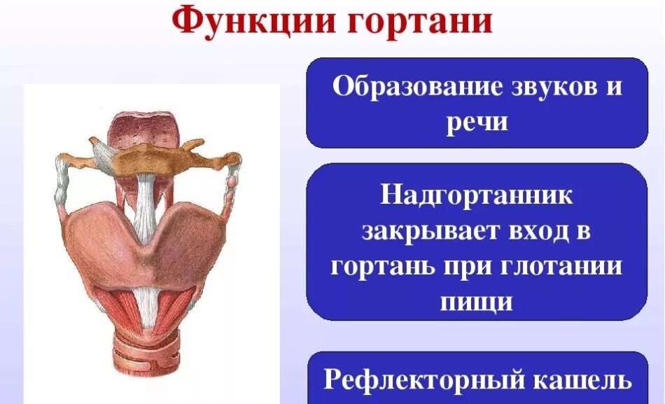 Какая функция глотки. Функции гортани. Функции гортани человека. Гортань строение и функции. Гортань положение строение функции.