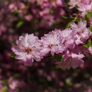 Flowers bloom