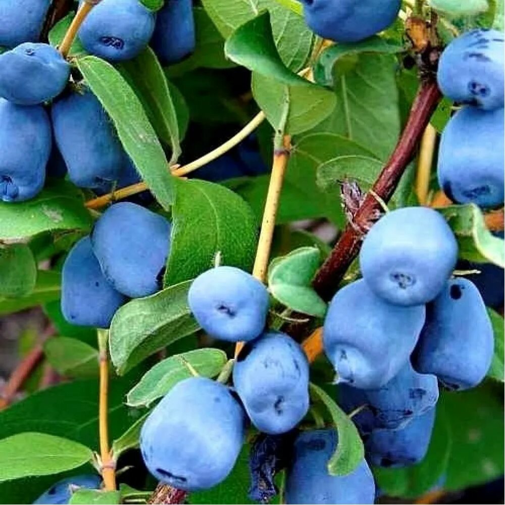 Жимолость синяя птица. Жимолость синяя птица описание сорта. Жимолость синяя птица описание сорта. Жимолость съедобная синяя птица. Жимолость синяя съедобная.