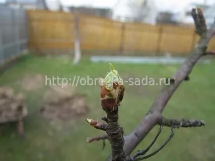 Не просыпается саженец груши