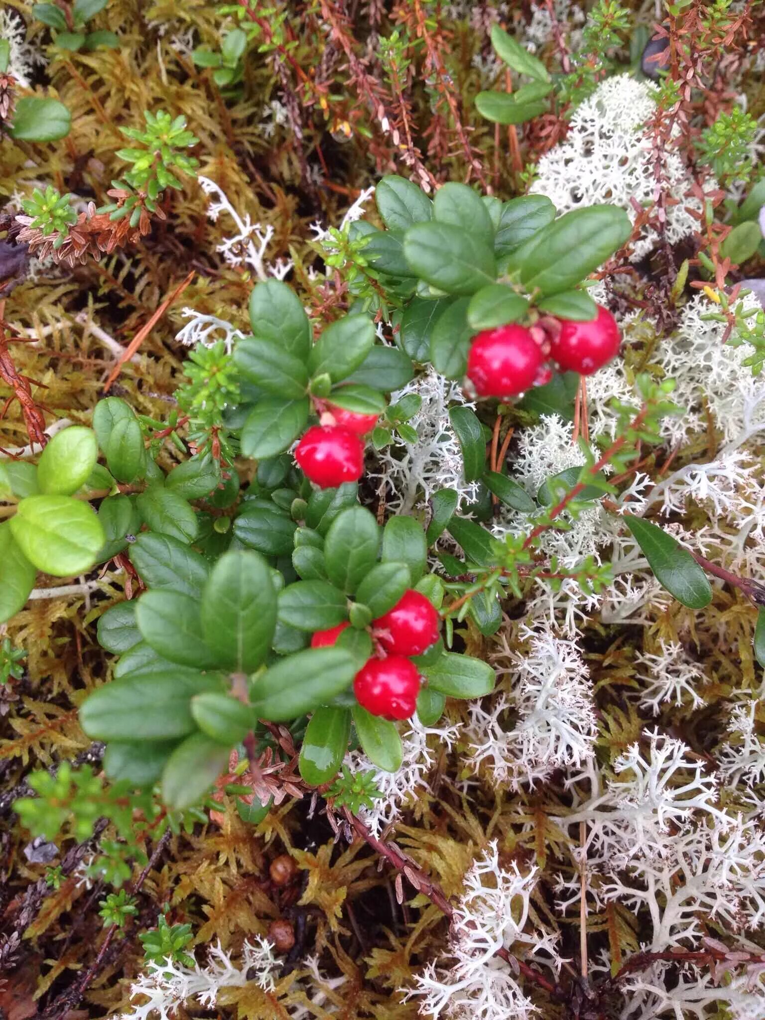 Plant north. Морошка в тундре. Морошка черника брусника. Клюква, Морошка, брусника, голубика. Растения тундры Морошка.