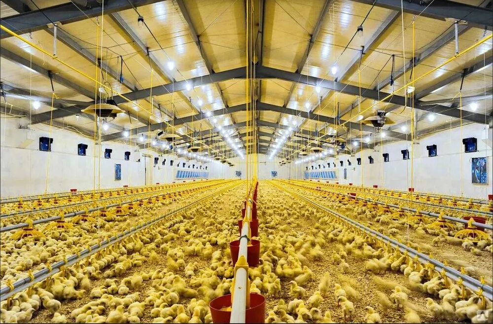 Птицеферма какая. Птицеферма какая. Птицеферма какая. Птицеферма какая. Птицеферма откорм бройлеров.