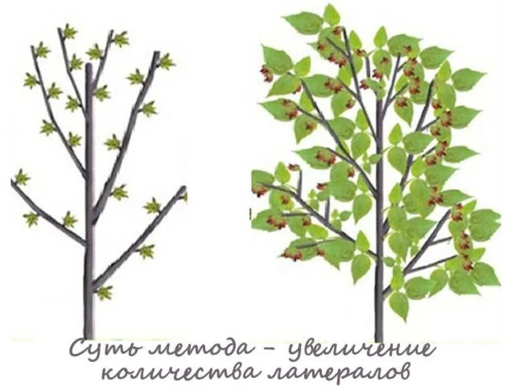 Обрезка штамбовой малины весной. Обрезка малины метод Соболева. Формировку малины по Соболеву. Схема обрезки малины по Соболеву.