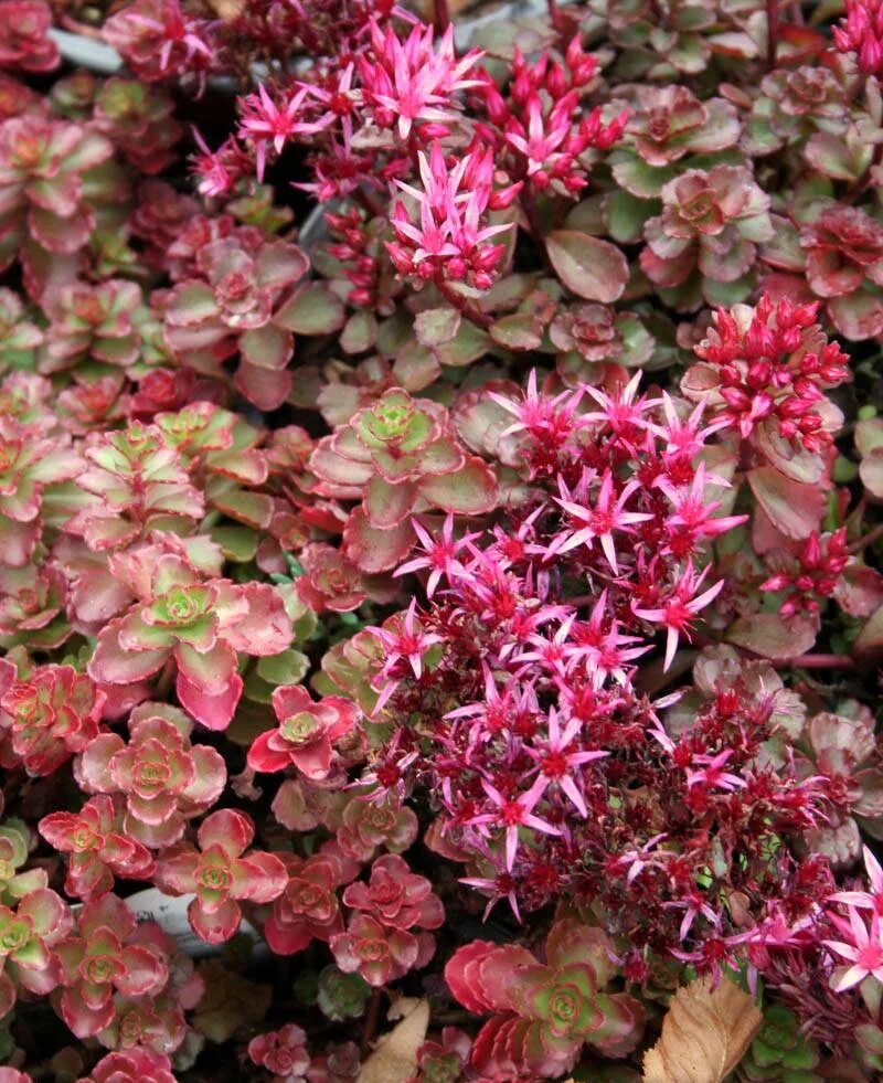 Седум coccineum. Седум ложный. Седум ложный розеум. Седум ложный. Очиток ложный coccineus.