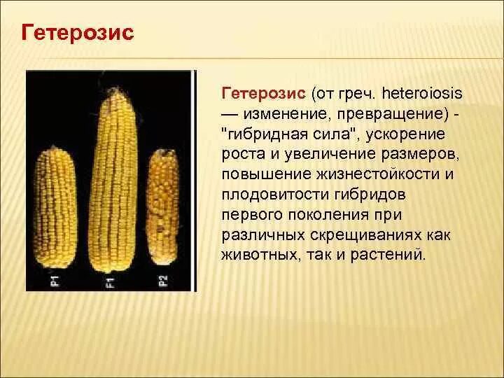 Инбридинг у кур Фитостудия-63.ру