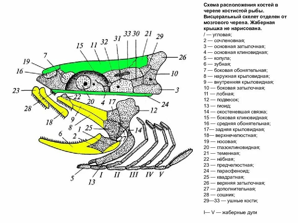 Появление челюстей у позвоночных. Строение черепа костных рыб. Схема строения черепа костных рыб. Висцеральный череп костной рыбы строение. Строение черепа костистой рыбы.