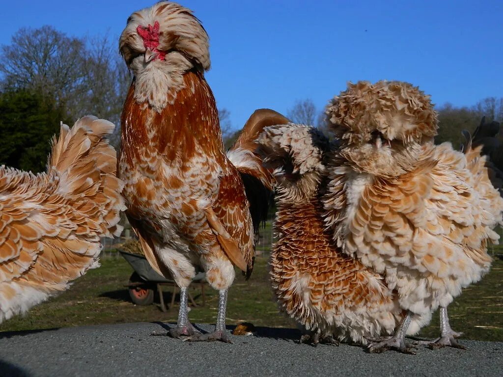 Большая курица название. Шведский Блюмен куры. Падуан порода кур. Падуан Шамоа. Падуан курчавый.