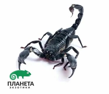 Расставание скорпиона