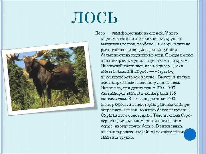 Презентация на тему лоси. Лось доклад. Лось описание животного. Рассказ про лося.