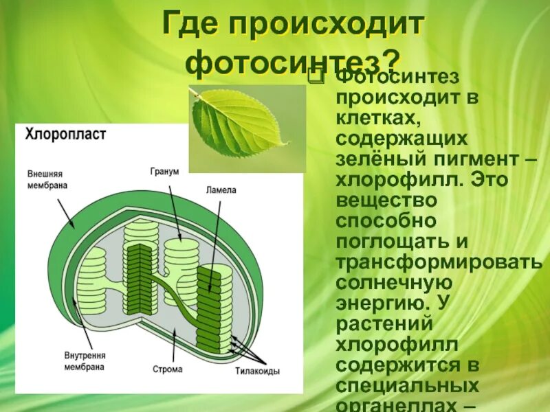 Русский ученый впервые значение хлорофилла для фотосинтеза. Фотосинтез в хлоропластах. Фотосинтез листа. Процесс фотосинтеза у растений. Хлорофилл содержится в хлоропластах.