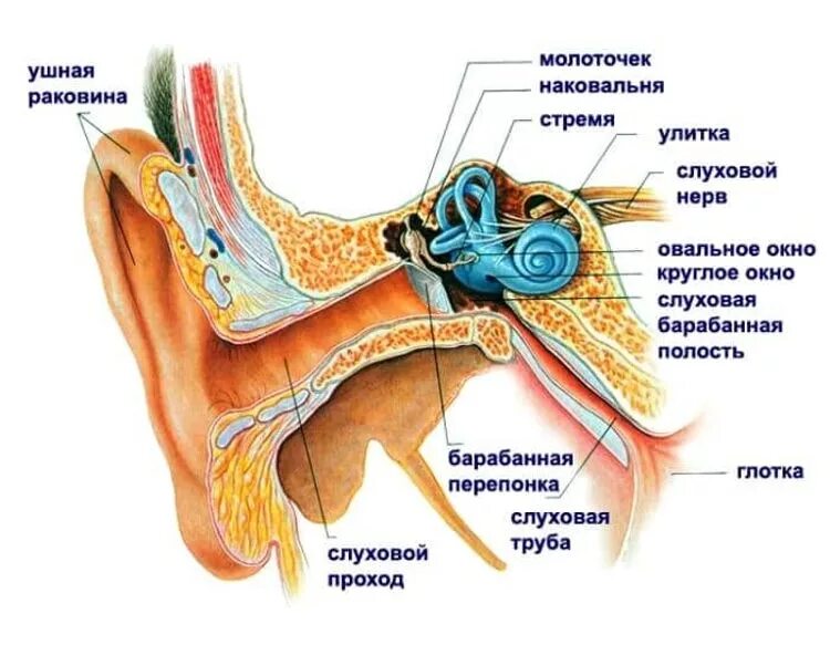 Барабанная перепонка овальное окно. Слуховой аппарат строение анатомия. Ухо строение анатомия слуховой нерв. Как устроен орган слуха. Полость заполненная воздухом в ухе