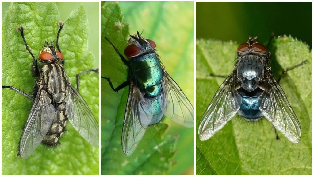 Мухи средней полосы России. Виды мух. Новый вид мух в России. Разные породы мух.