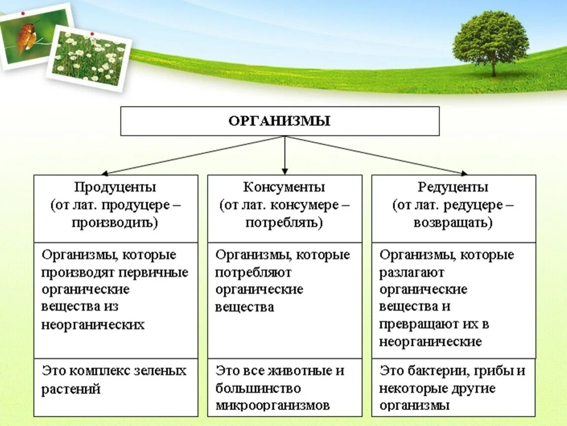 Взаимосвязи организмов в природном сообществе краткий пересказ. Взаимосвязи организмов в природных сообществах. Взаимоотношение организмов в природном сообществе. Понятие о природном сообществе. Природное сообщество взаимосвязи организмов в природных сообществах.