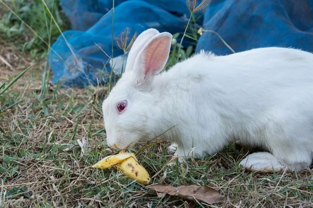 Кожура кроликам. Кролик ест банан. Банановый крольчонок. Кролик с ягодами. Банан декоративного кролика.