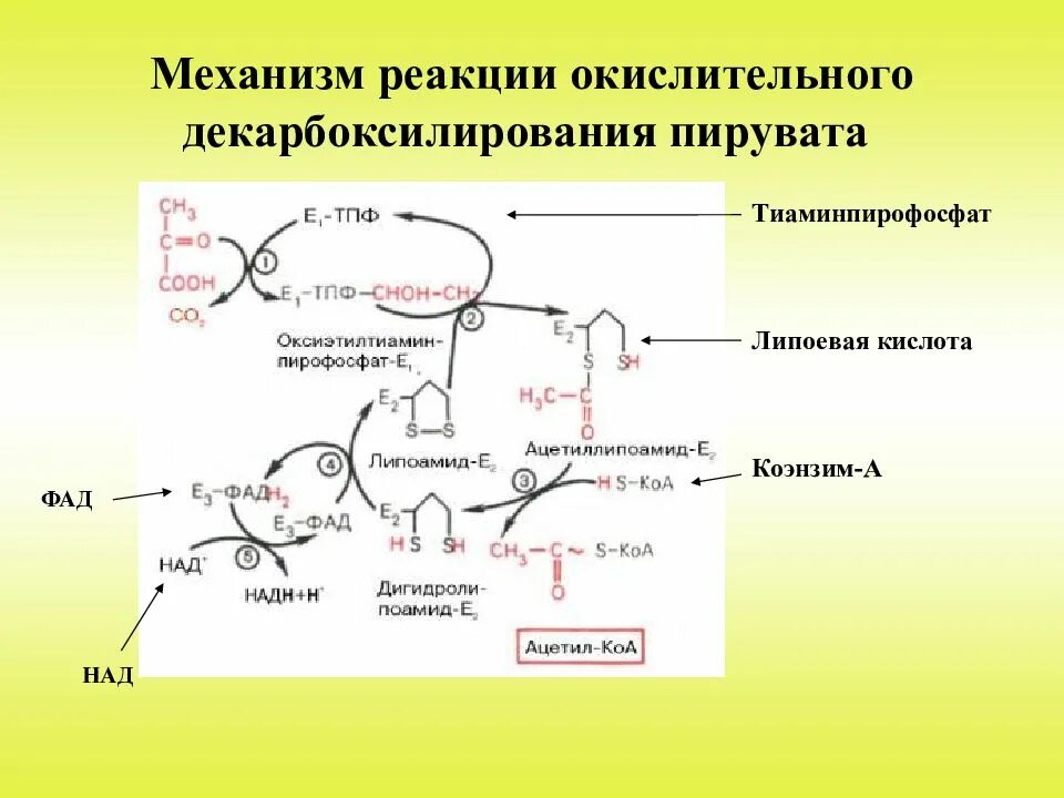 Окислительное декарбоксилирование реакции. Суммарная реакция окислительного декарбоксилирования ПВК. Механизм окислительного декарбоксилирования ПВК. Схема декарбоксилирования пирувата. Механизм декарбоксилирование пирувата.