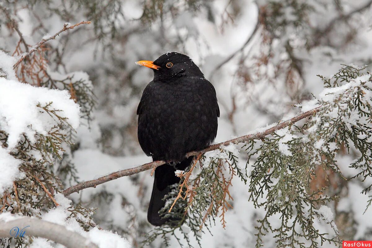 черный дрозд зимует