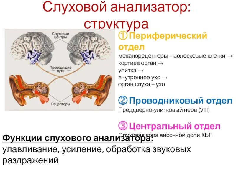 Анатомические отделы слухового анализатора. Строение строение слухового анализатора. Отделы слухового анализатора физиология. Рецепторный отдел слухового анализатора функции. 15. Физиология слухового анализатора..