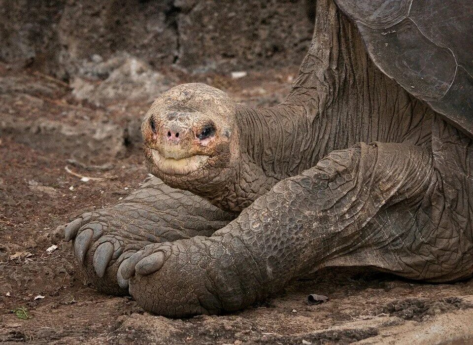 Абингдонская слоновая черепаха. Галапагосская черепаха одинокий Джордж. Абингдонская слоновая черепаха одинокий Джордж. Галапагосская черепаха вымерла. Абингдонские слоновые черепахи