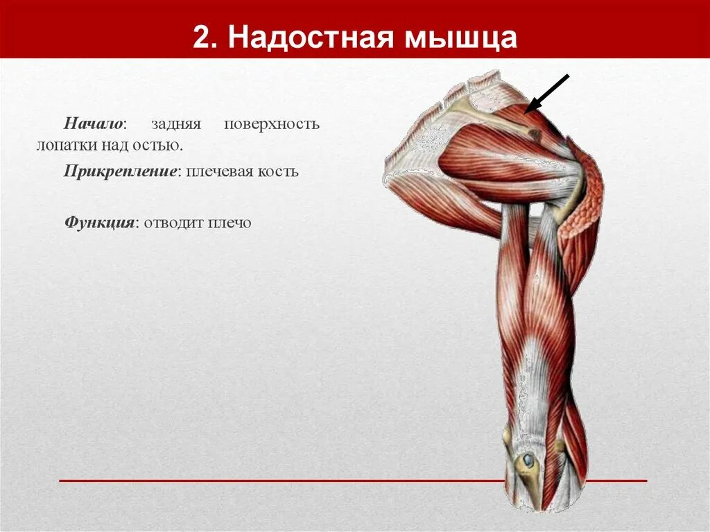 Начало прикрепление функции мышц. Надостная мышца начало прикрепление функции. Надостная мышца плечевого пояса. Надостная и подостная мышцы. Надостная и подостная мышцы плеча.