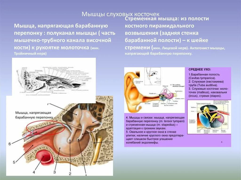 Мышца напрягающая барабанную перепонку латынь. Нерв мышцы напрягающей барабанную перепонку. мышца среднего уха стременная. мышца напрягающая барабанную перепонку прикрепляется. мышца напрягающая барабанную перепонку начинается.