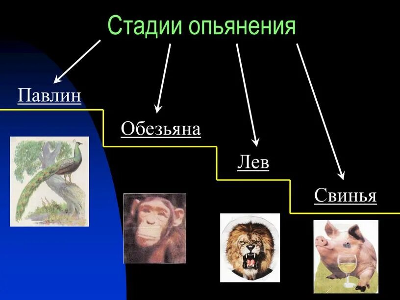 1 степень опьянения. Стадии опьянения. Фазы опьянения. Четыре стадии опьянения животные. Этапы алкогольного опьянения.