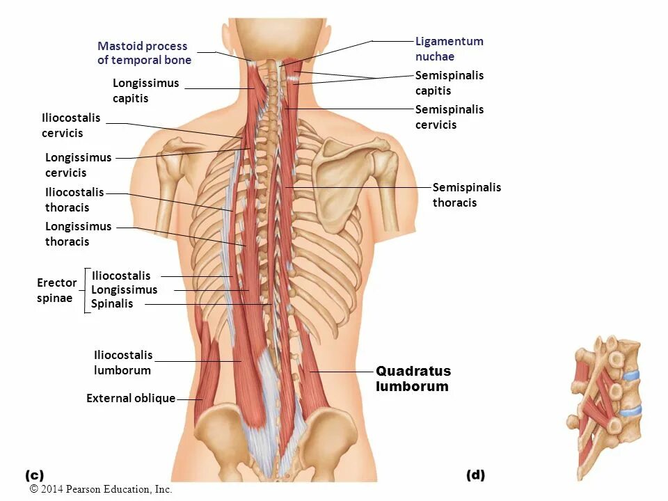 Тонус поясницы. Iliocostalis Lumborum. Longissimus Lumborum. Гипертонус поясничного отдела. Quadratus Lumborum.