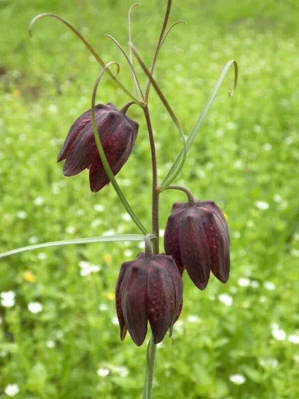 Колокольчик рябчик. Растения рябчик русский. Fritillaria ruthenica. Рябчик луговой. Растения рябчик русский.