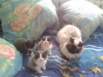 Кот иваново
