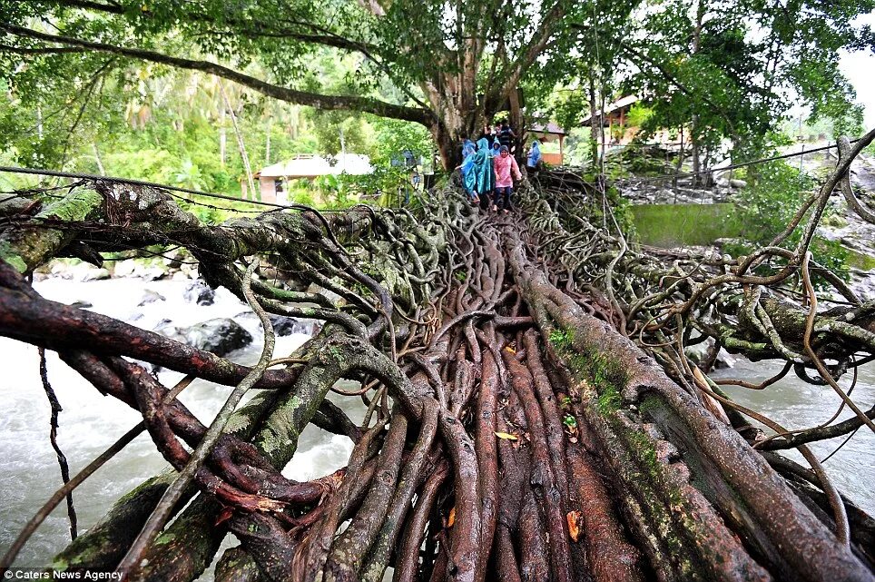 Корни живого дерева. Баньяновое дерево в Индонезии. Фикус Индонезия. Мосты из живых деревьев в Индии. Живой корневой мост в Индии.