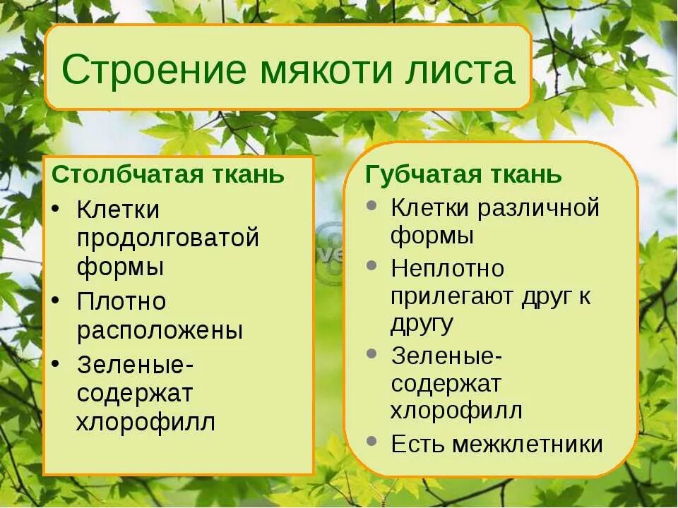 Почему в различных клетках