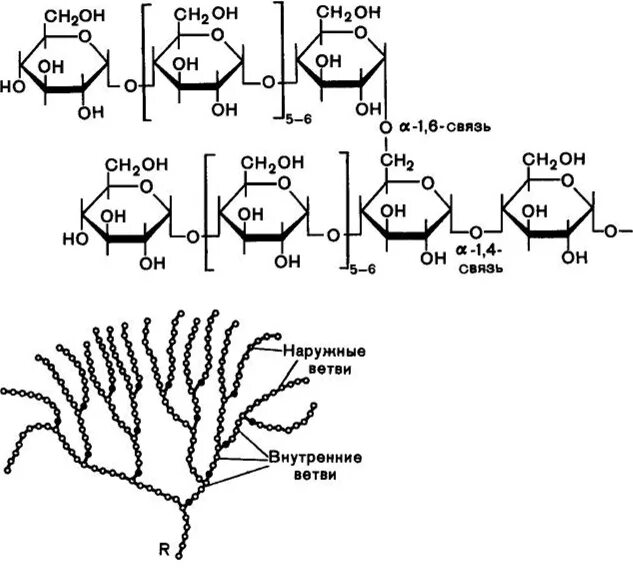 Строение гликогена биохимия. Гликоген строение полисахарида. Гликоген строение молекулы. Строение гликогена формула.