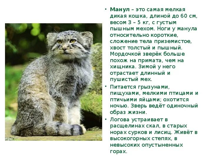 Какой плотности достигает шерсть сибирского манула