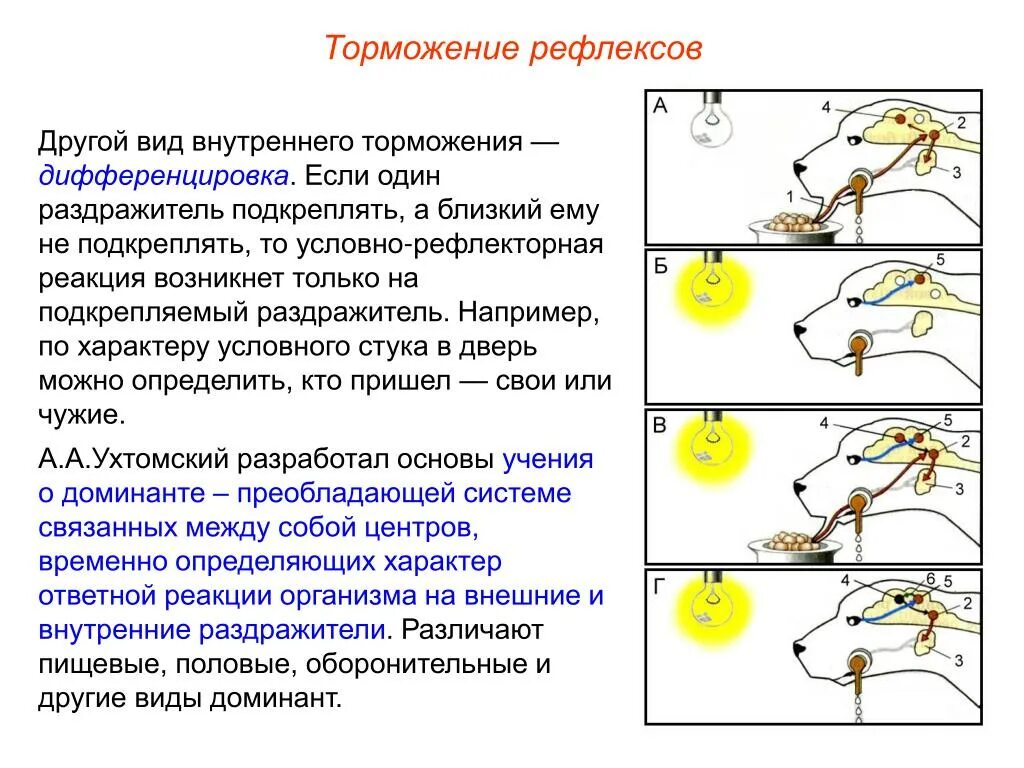 Пример торможения у человека