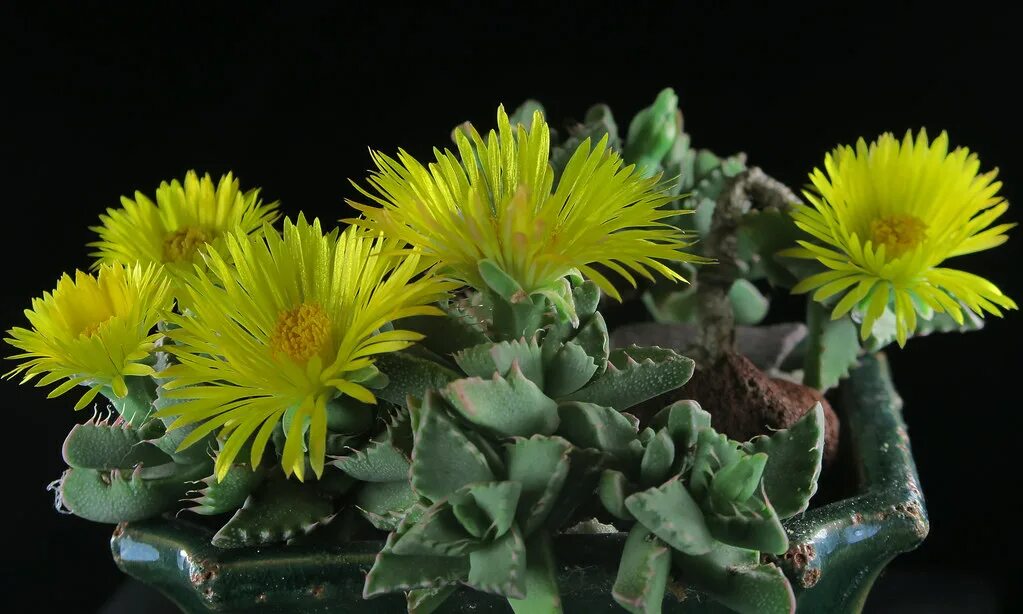 FAUCARIA 1496.4-cradockensis Suculentas, Plantas