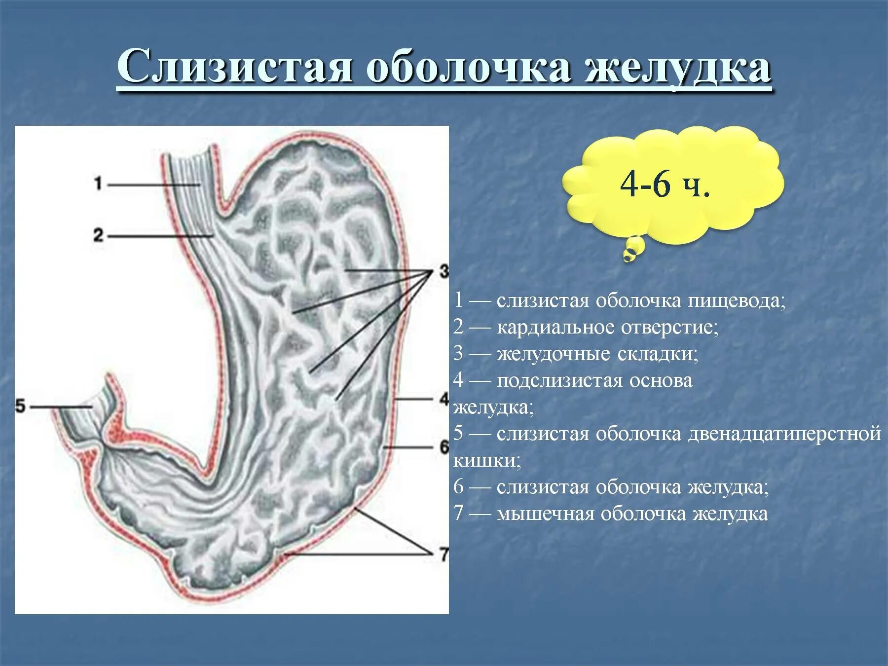 Изменение слизистой оболочки желудка