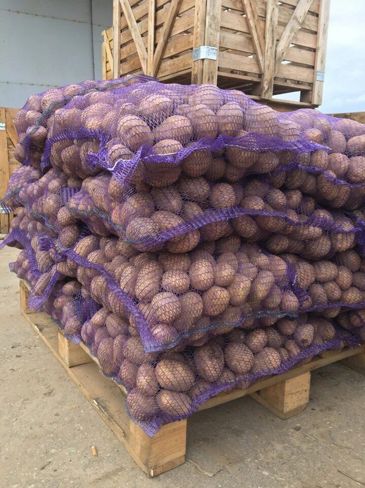 Купить картошку с доставкой. Сетки картофеля на складе. Продается картофель. Картофель в сетке. Картофель в мешках.
