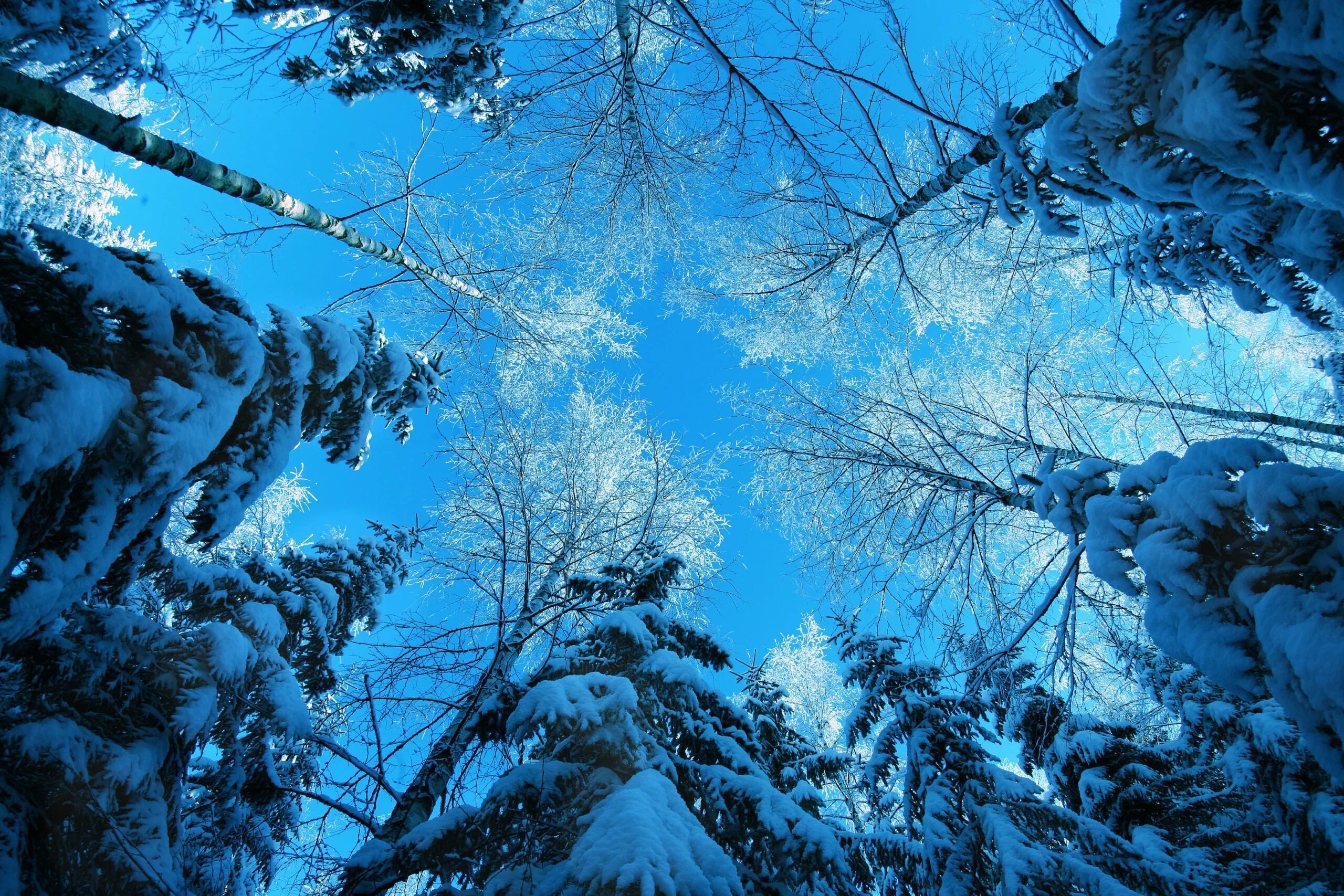Зимой в лесу. Красивая зима. Зимний пейзаж. Зимний лес.