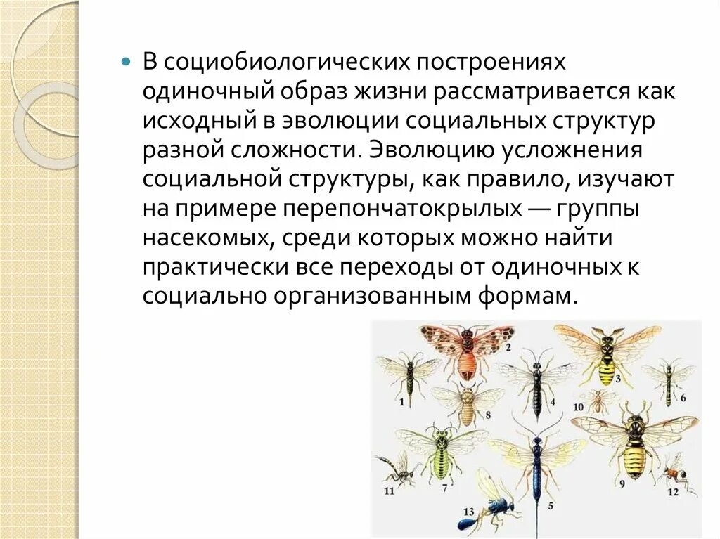 Одиночный образ. Одиночный образ жизни насекомых. Примеры животных ведущих одиночный образ жизни. Одиночный образ жизни характеристика. Примеры поведения социальных насекомых.