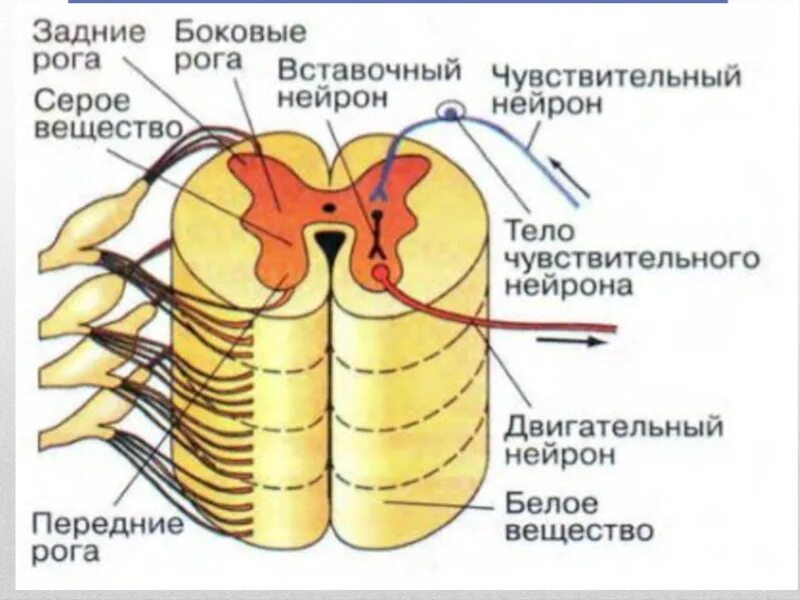 Передние задние и боковые рога спинного мозга. Строение заднего рога спинного мозга. Строение боковых Рогов спинного мозга. Строение спинного мозга боковые рога.