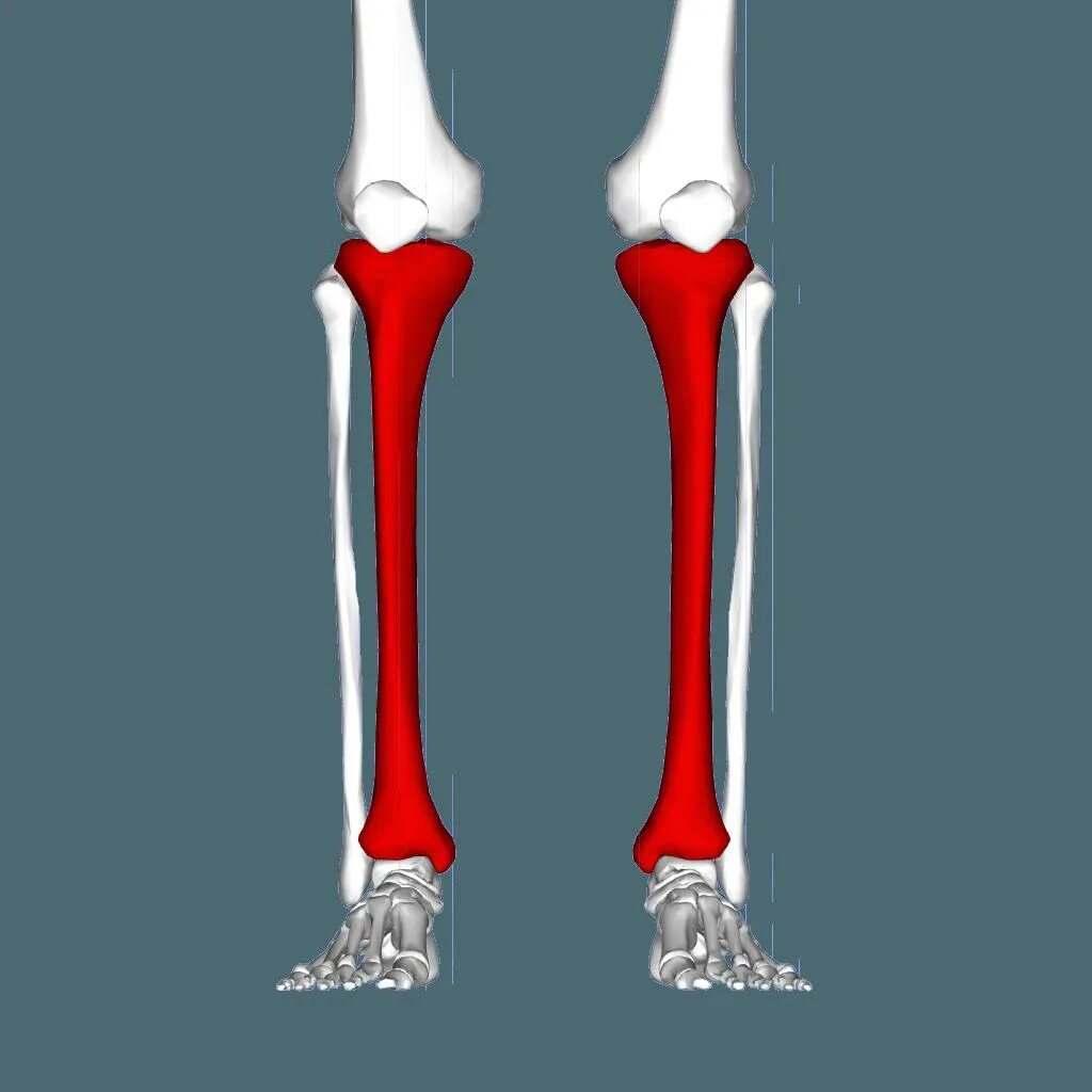 Как выглядит большеберцовая кость человека на фото Anatomia online, Anatomia dos ossos, Anatomia humana