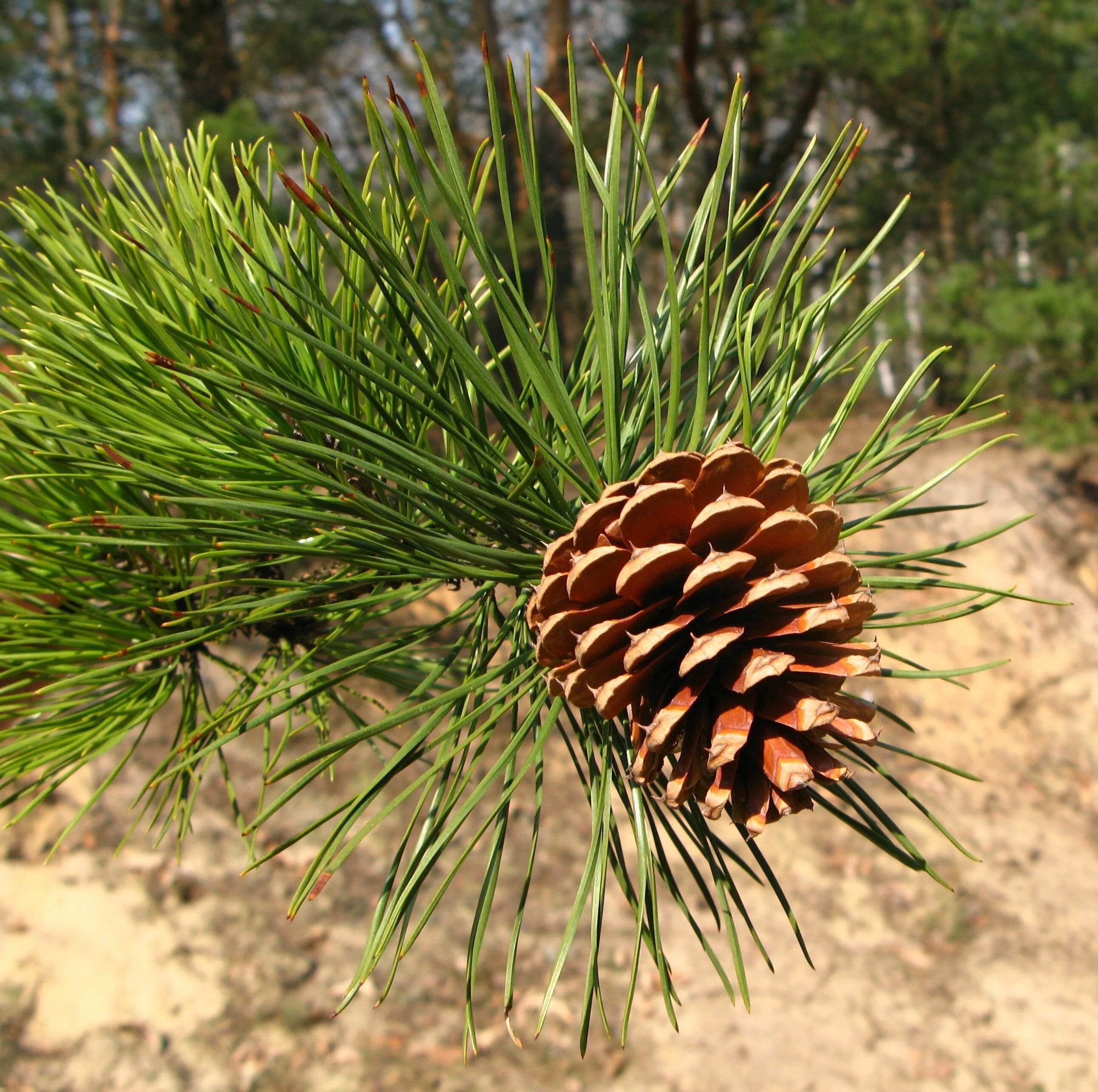 Сосна Пиния шишки. Pinus pinea шишка. Эльдарская сосна Эльдарская. Шишка сосны Pinus lambertiana.