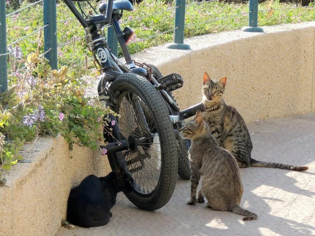 Кошачий велосипед. Котик на велосипеде. Кот велосипедист. Рыжий кот на велосипеде.