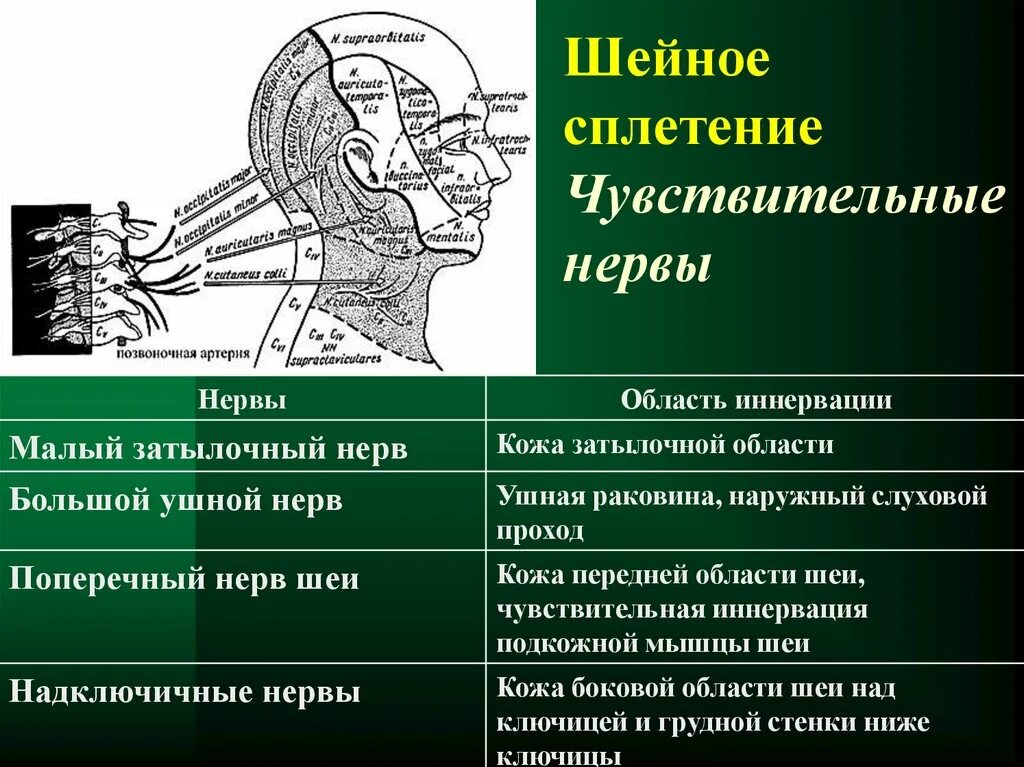 Термин нерв. Шейное сплетение спинномозговых нервов иннервирует. двигательные ветви шейного сплетения иннервируют. подзатылочный нерв иннервация. область иннервации шейного сплетения.