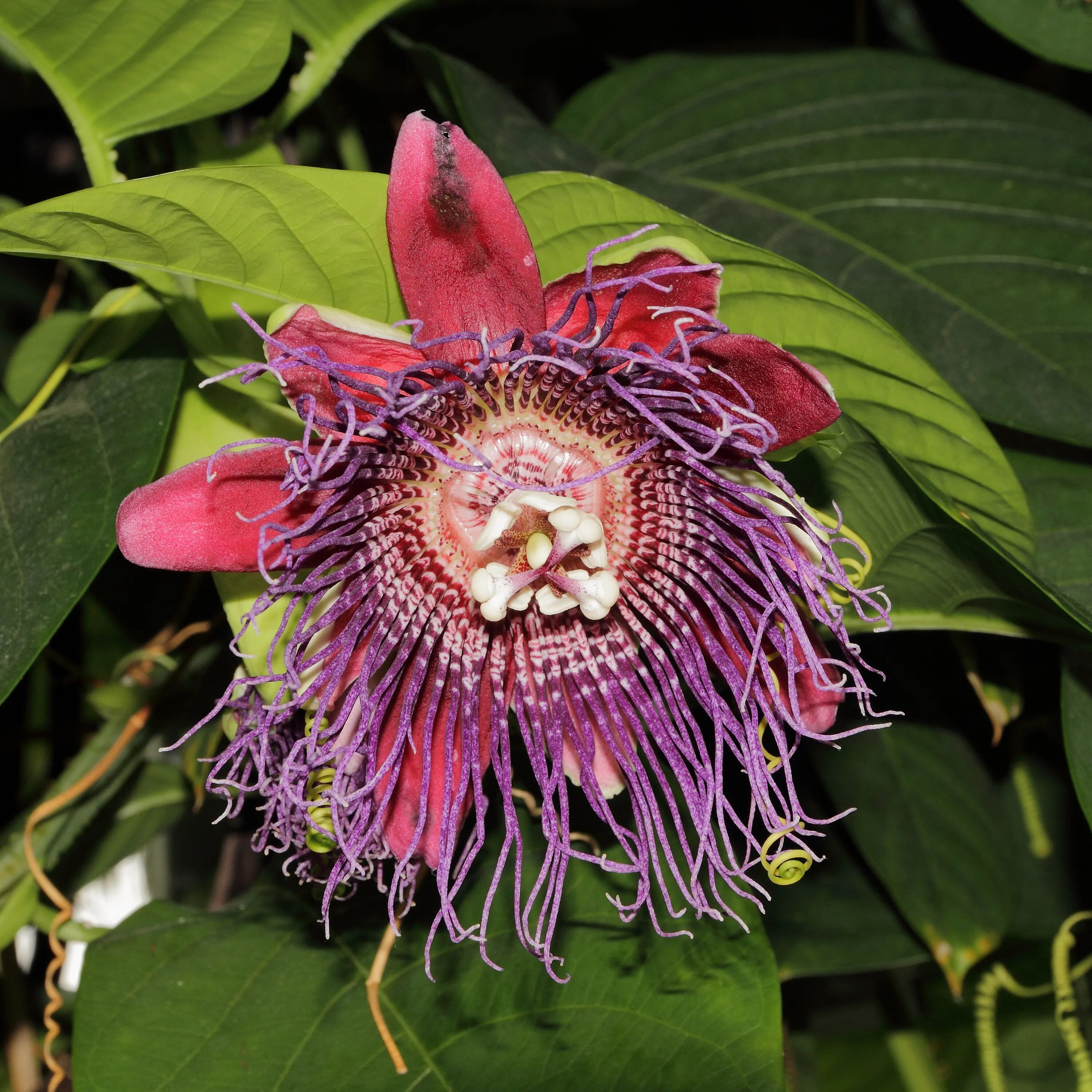 Москва пассифлора. Пассифлора quadrangularis. Пассифлора (гранадилла) (Passiflora). Пассифлора гранадилла гигантская маракуйя. Пассифлора четырехгранная гигантская гранадилла.