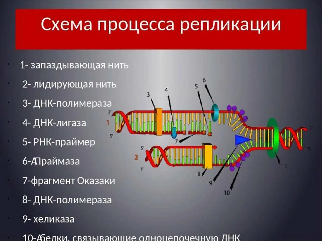 В какой последовательности происходит процесс репликации днк. Репликация днк егэ биология. этапы репликации днк. биологии репликация днк схема. фрагменты репликации днк.