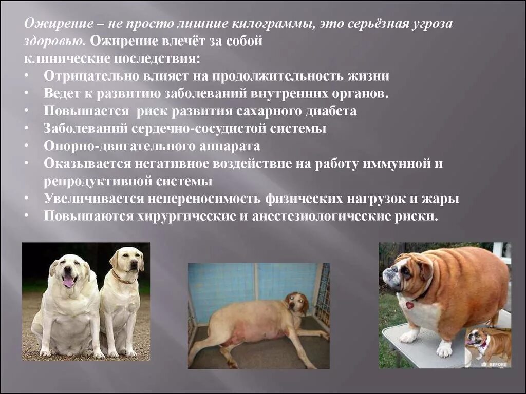 Полнота собаки. Ожирение у собак. Ожирение у животных. Как определить ожирение у собаки. Оценка упитанности собак.