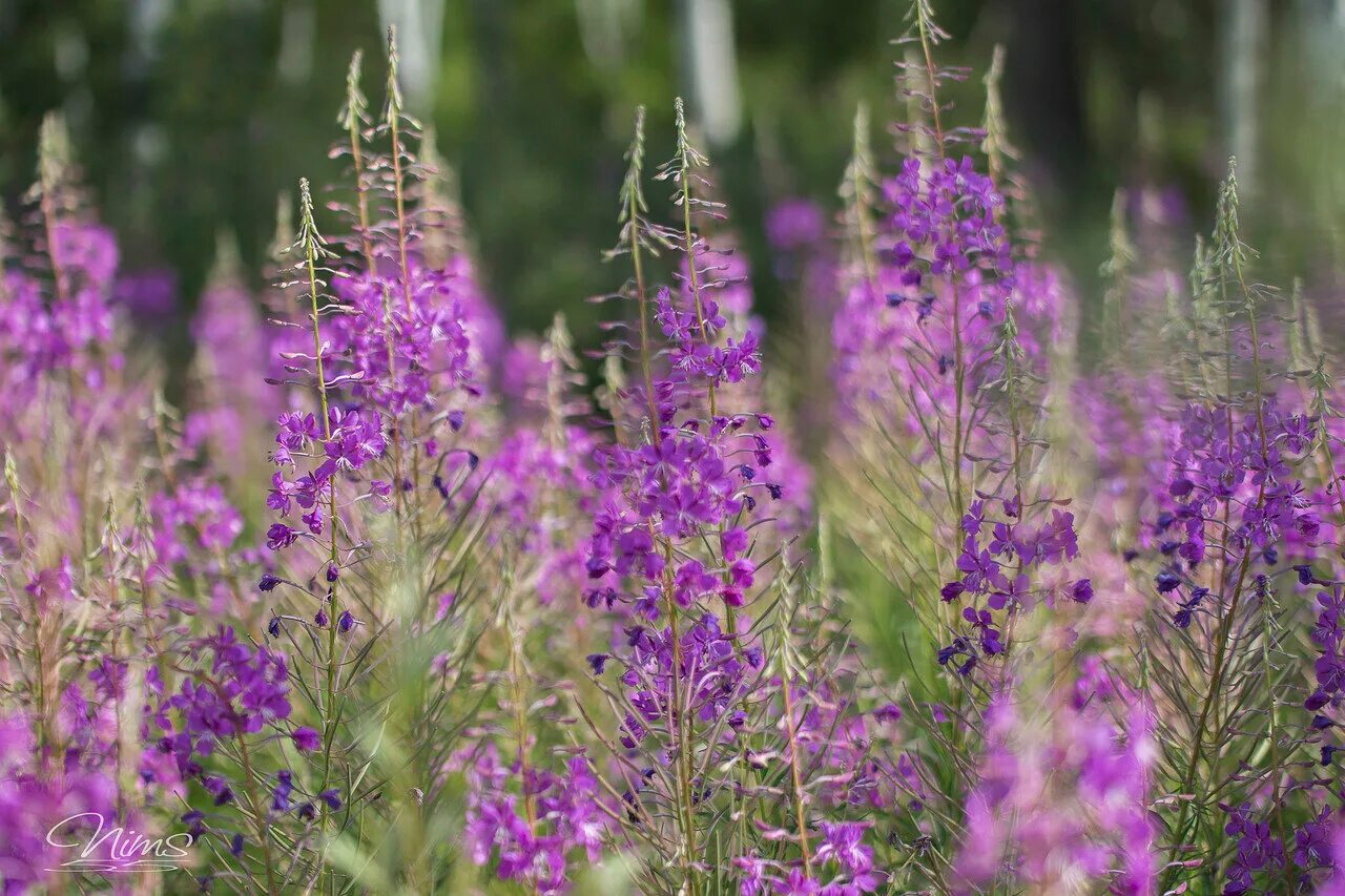 Кипрей Луговой. Кипрей полевой. Russian plants